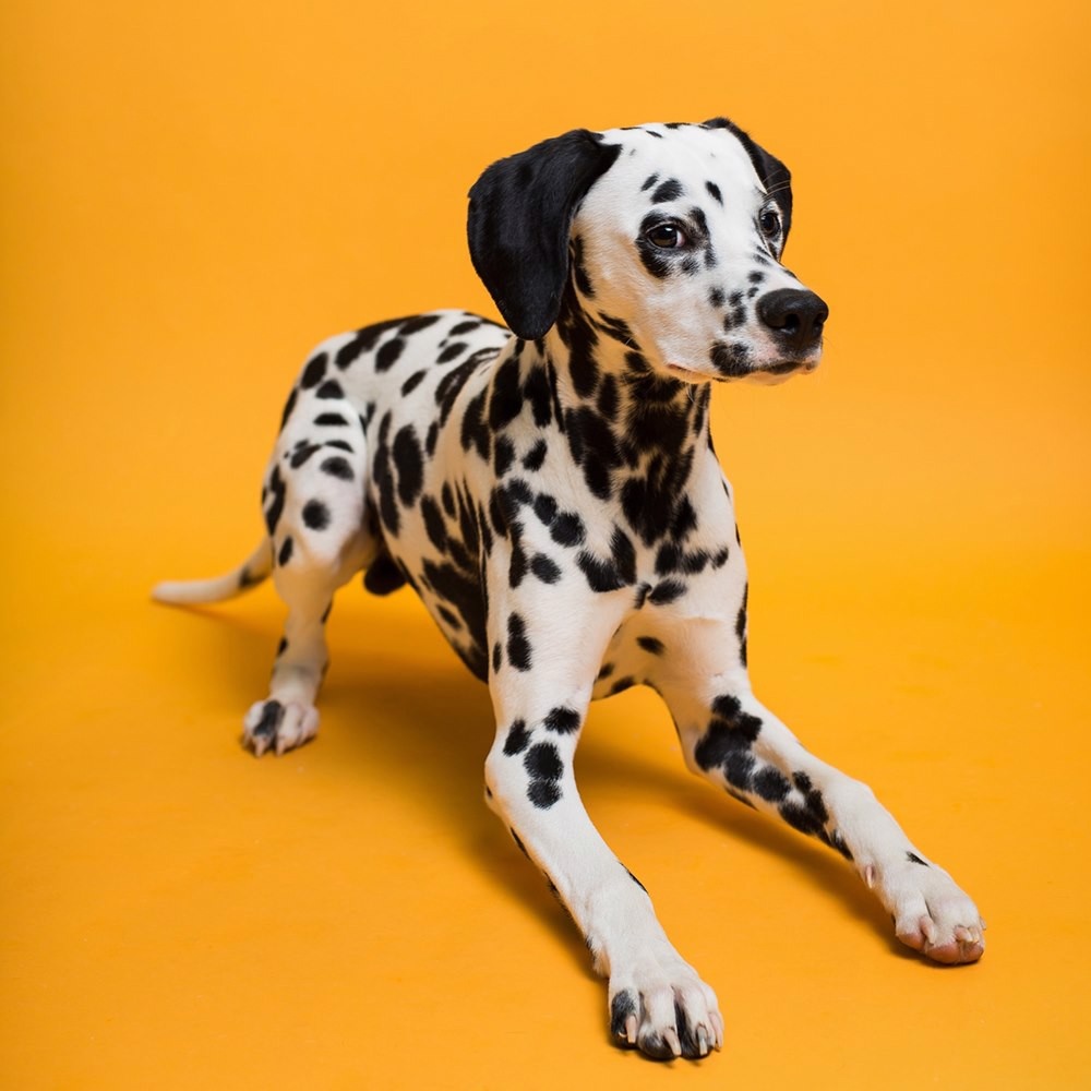 Фон Savage SA 43-12 Marmalade, бумажный, 2.72x11 м, оранжевый