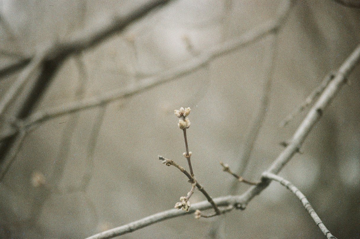 Фотопленка SFL Shanghai Color 400, 135 формат, 36 кадров