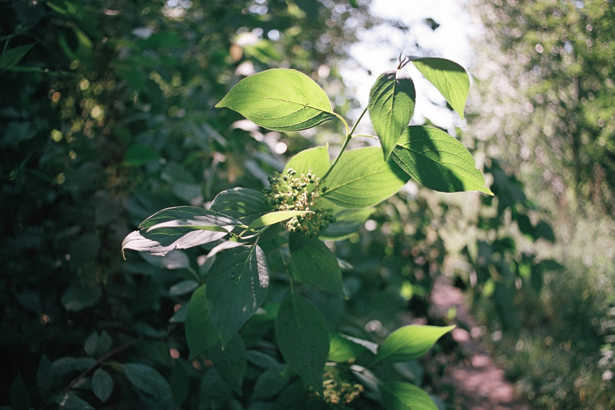 Фотопленка Silberra COLOR100 C-41 135, 36 кадров