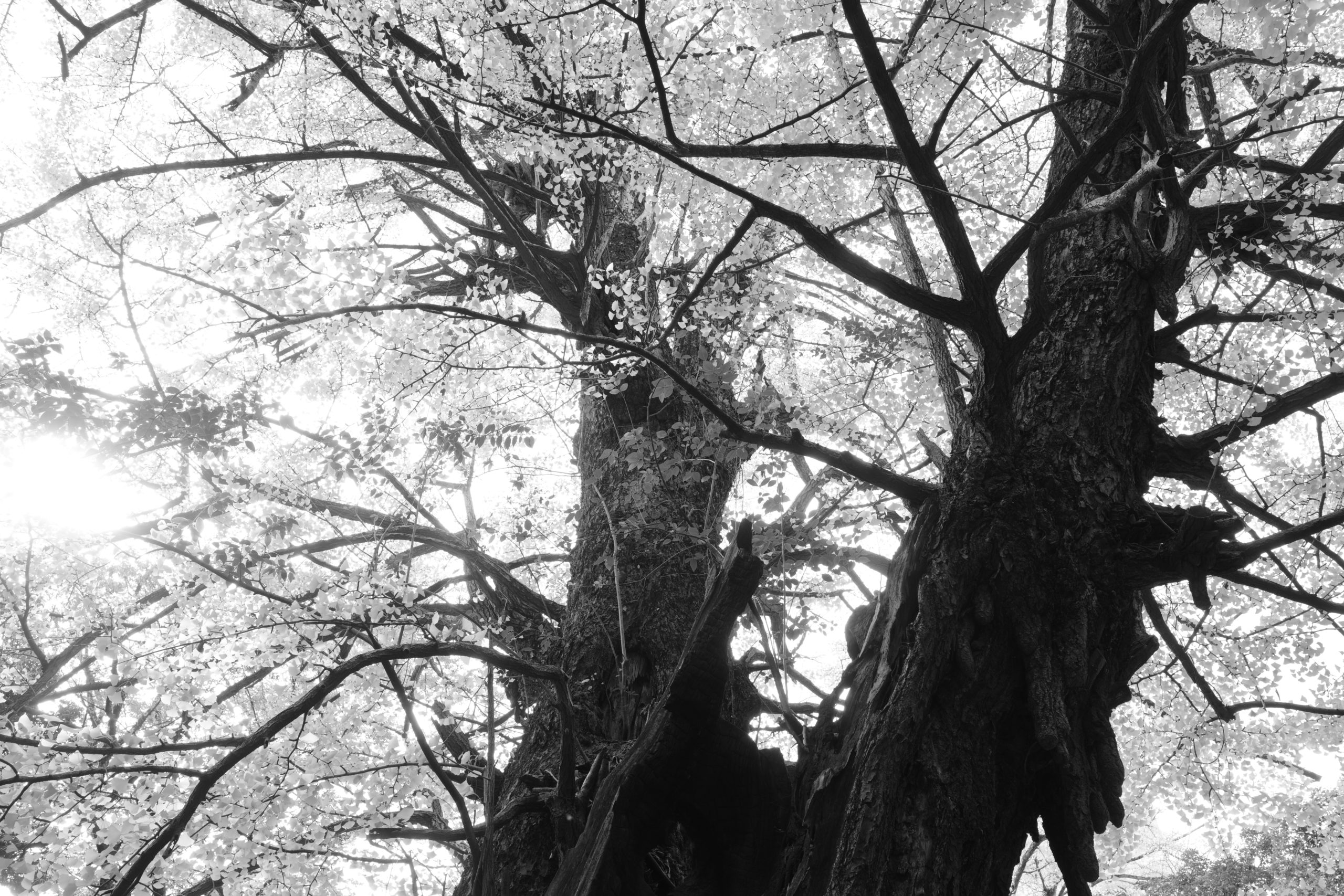 Компактный фотоаппарат Ricoh GR IV Monochrome