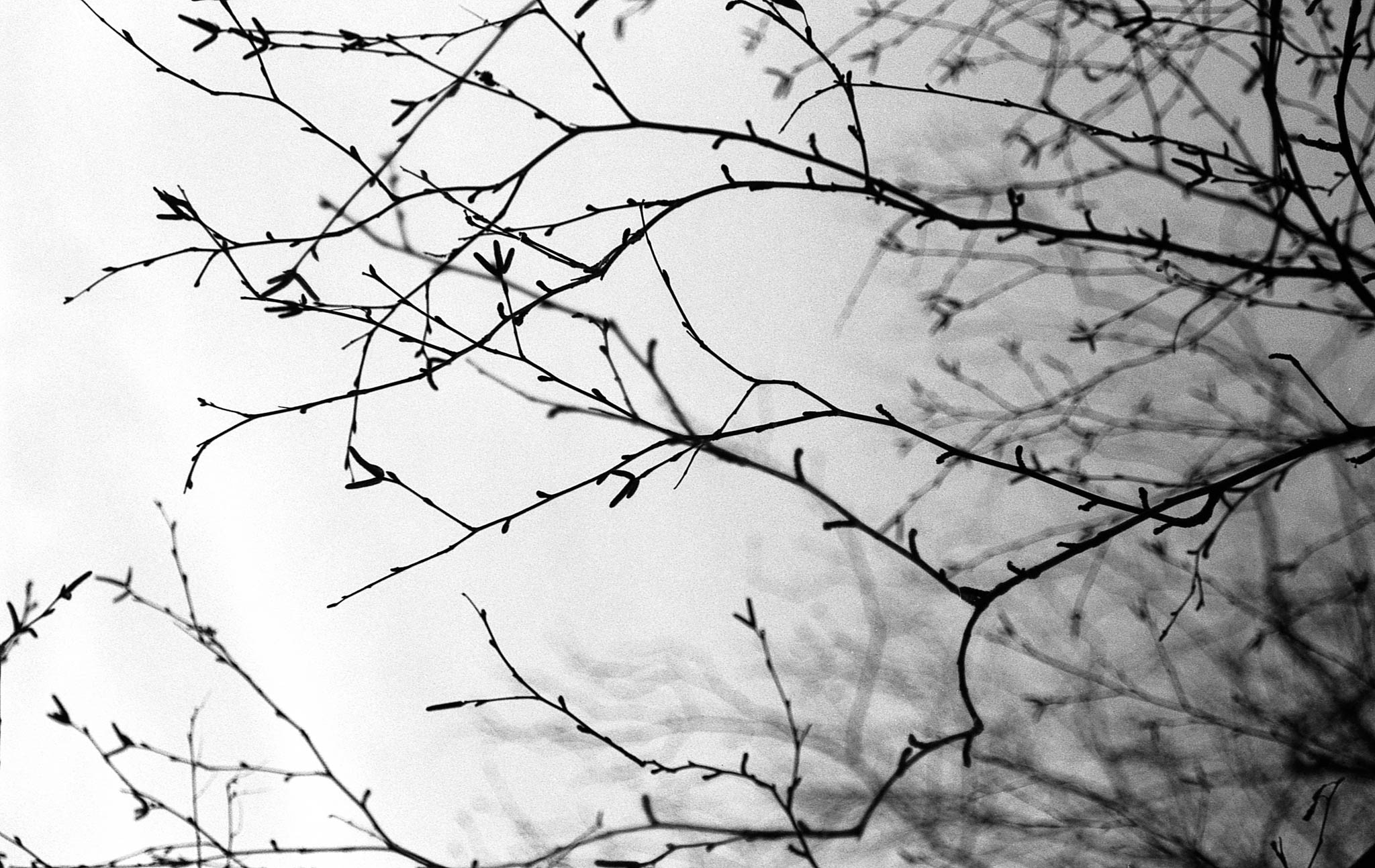 Фотопленка Silberra U200, ч/б негативная, 135 формат, 36 кадров