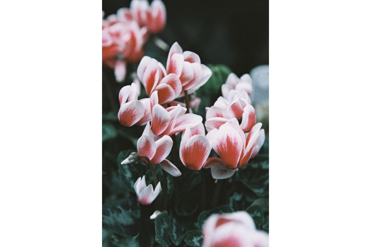 Фотопленка Lomography LomoChrome Color ’92, 110, ISO 400, 24