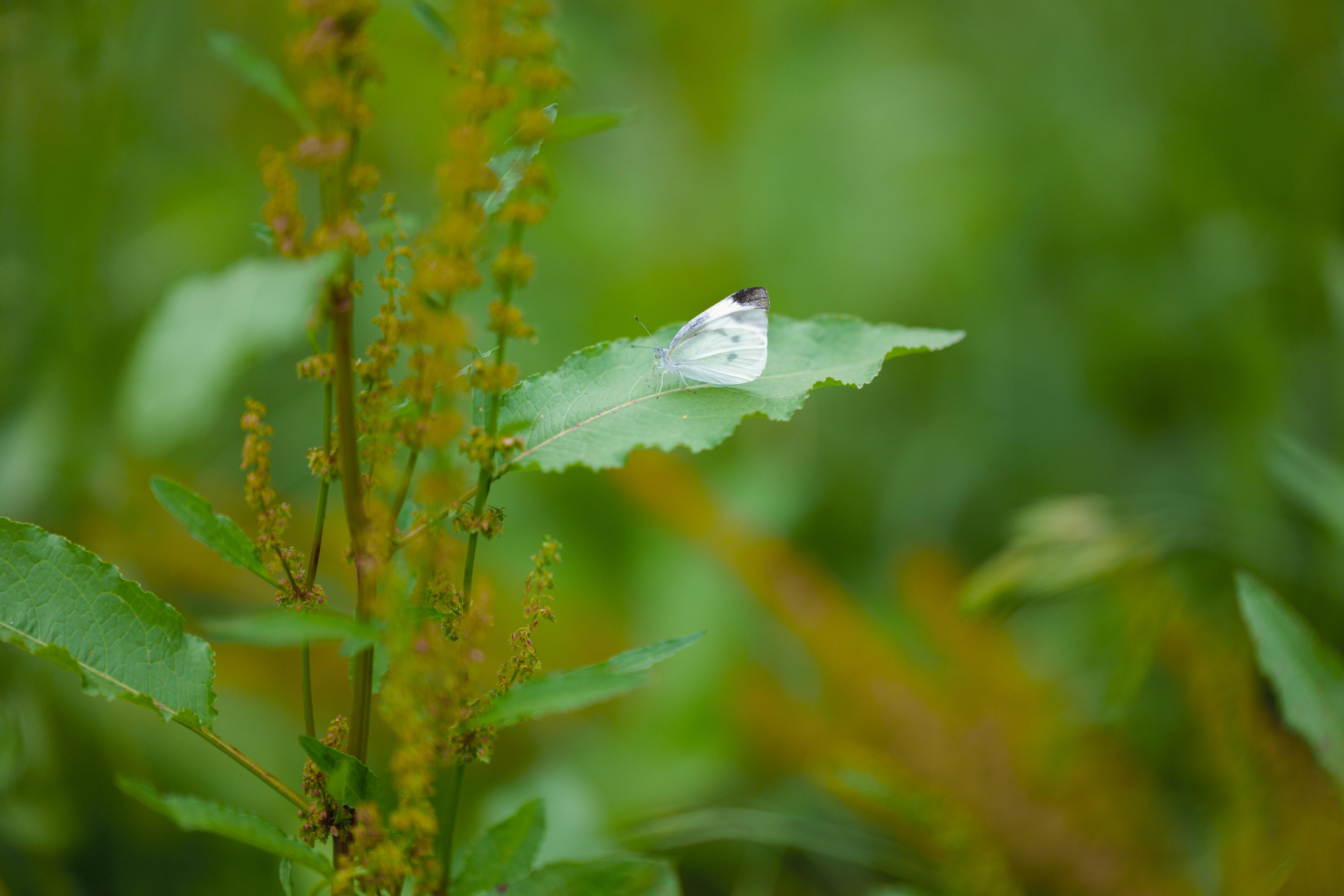 Объектив Sigma 85mm f/1.2 DG Art L-Mount