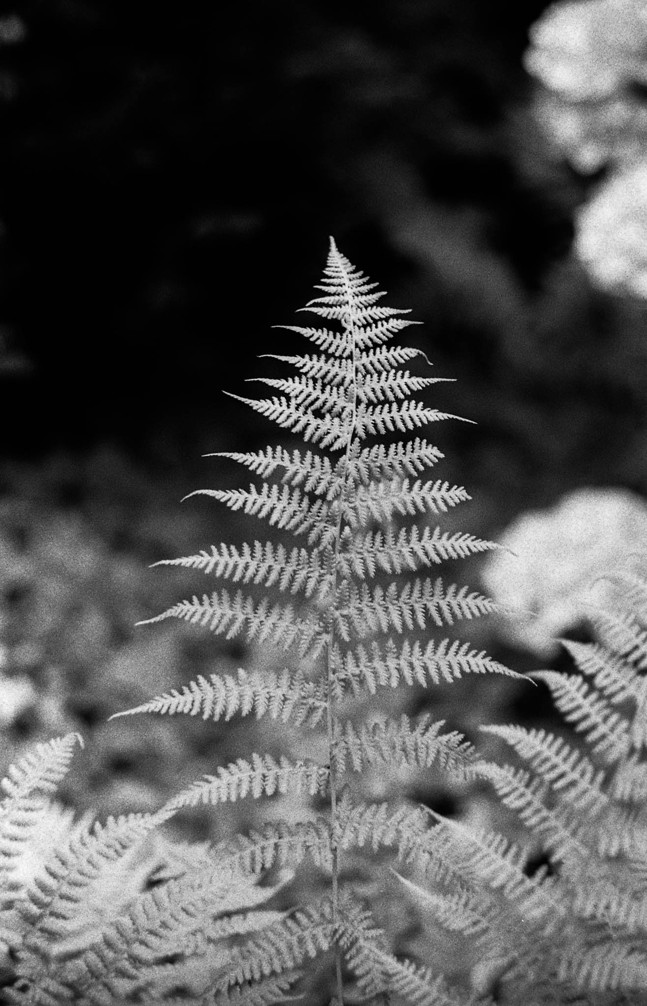 Фотопленка Silberra ULTIMA 160, 36 кадров