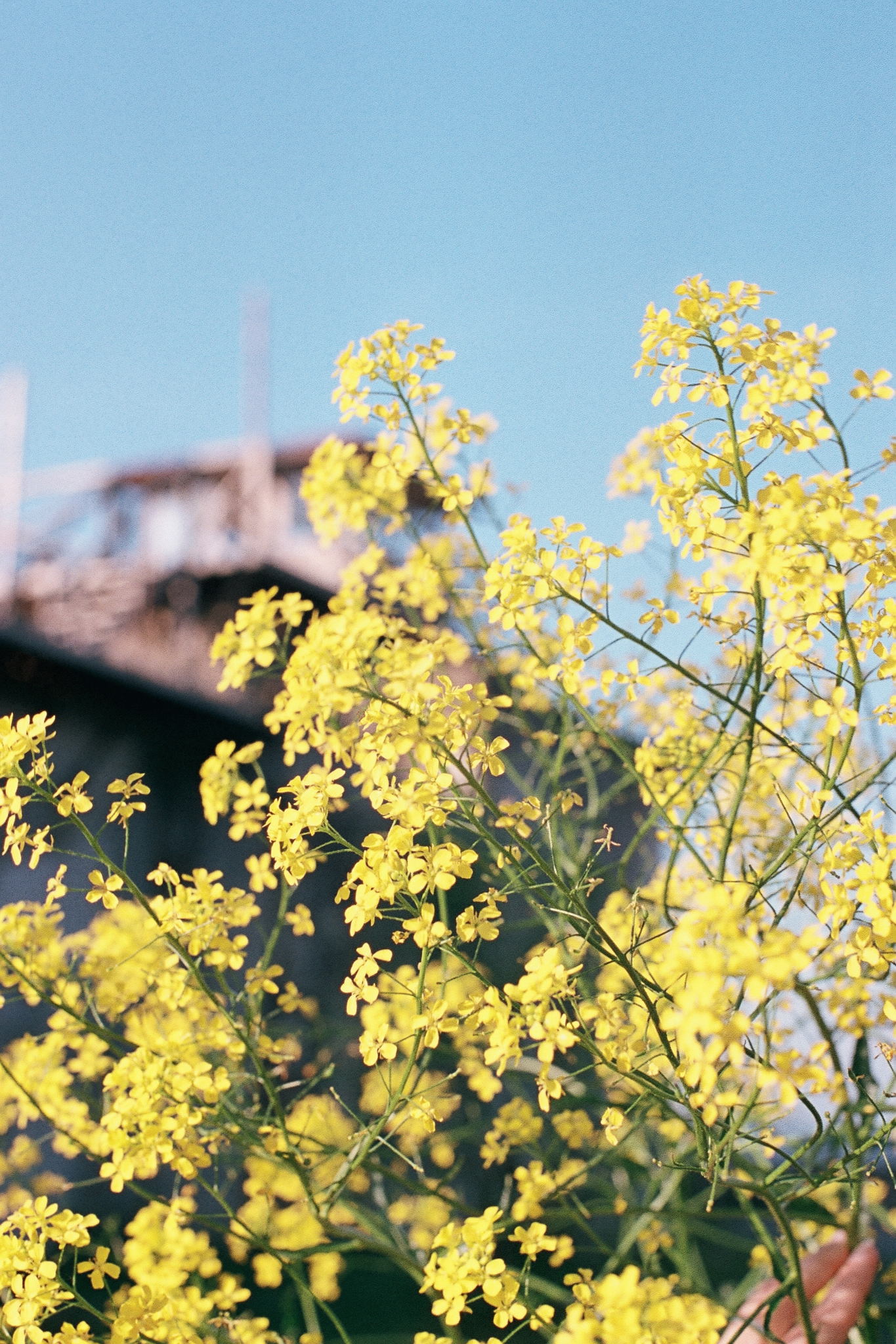 Фотопленка Silberra COLOR160 C-41 135, 36 кадров