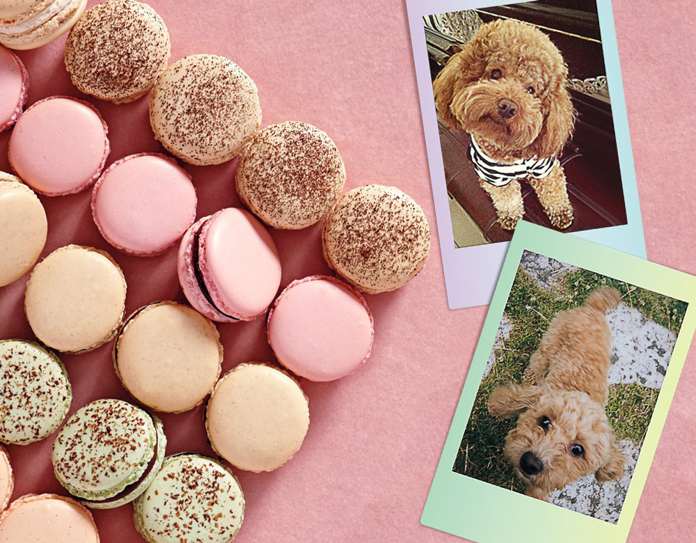 Картридж Fujifilm Instax Mini Macaron, 10 снимков