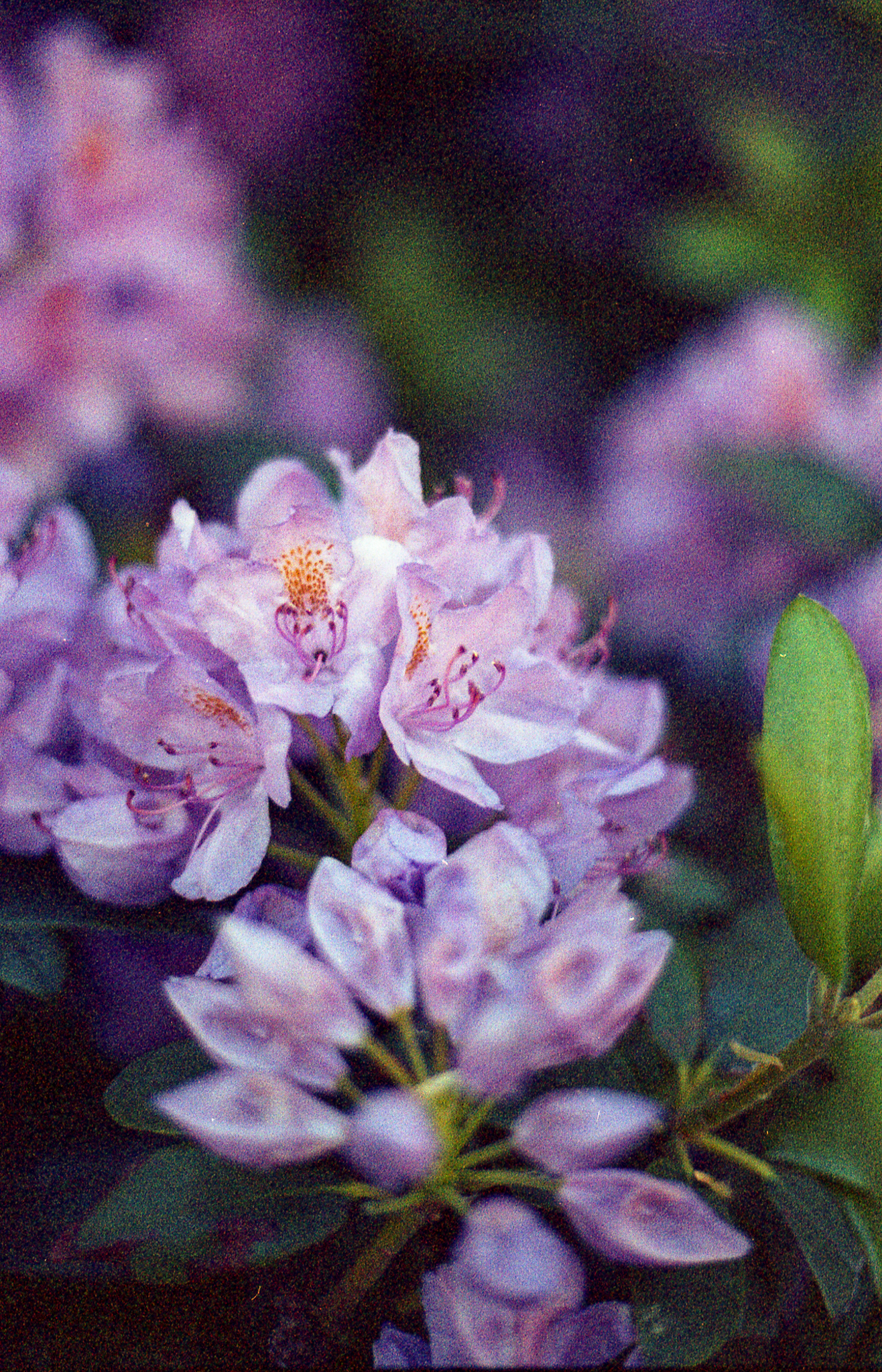 Фотопленка Silberra COLOR100 C-41 135, 36 кадров