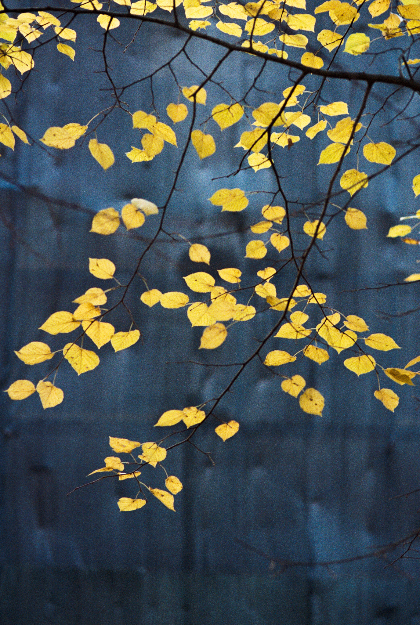 Фотопленка Silberra COLOR160 C-41 135, 36 кадров