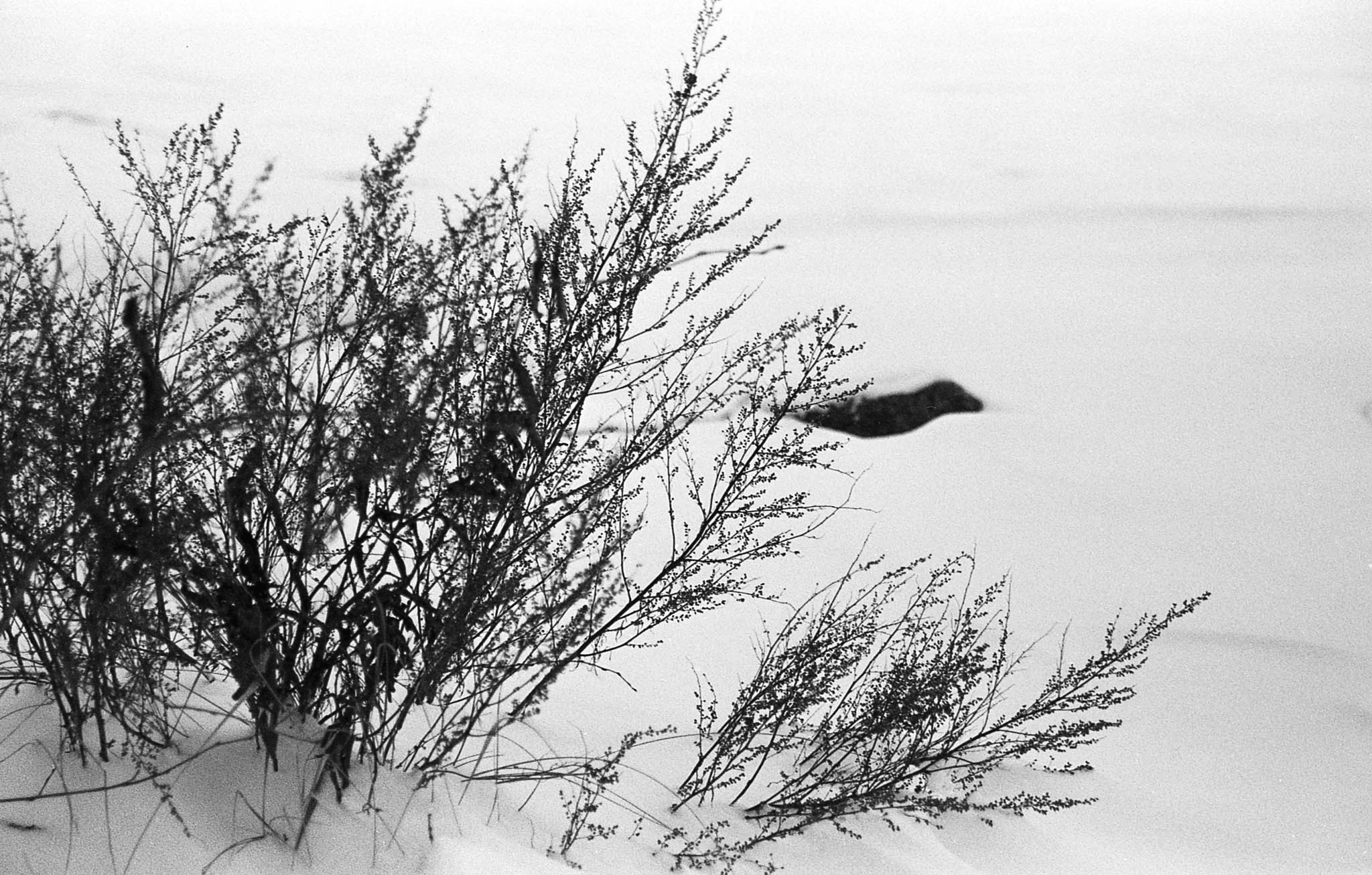 Фотопленка Silberra PAN 100, 36 кадров