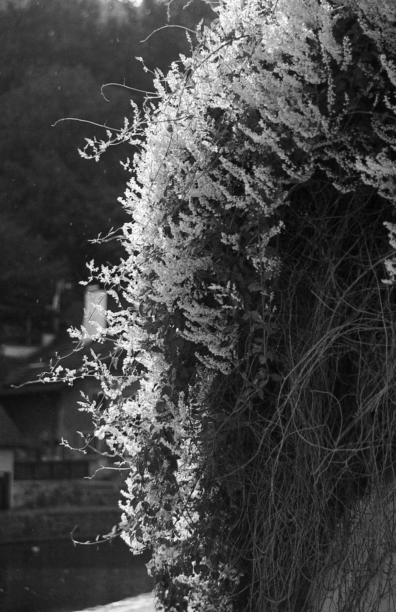 Фотопленка Silberra PAN 100, 36 кадров