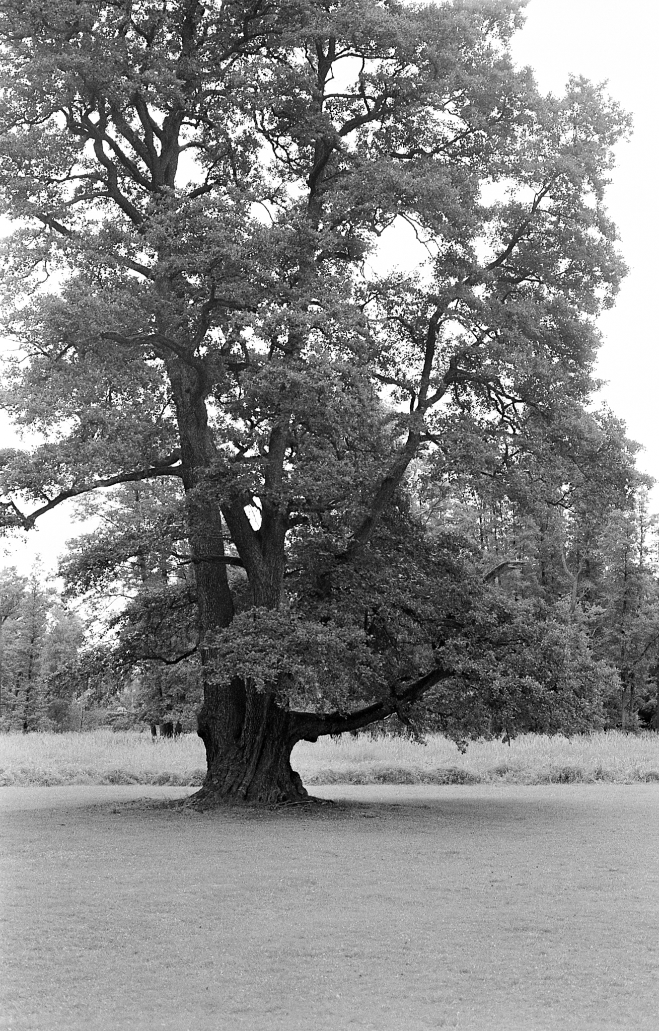 Фотопленка Silberra PAN 100, 24 кадра