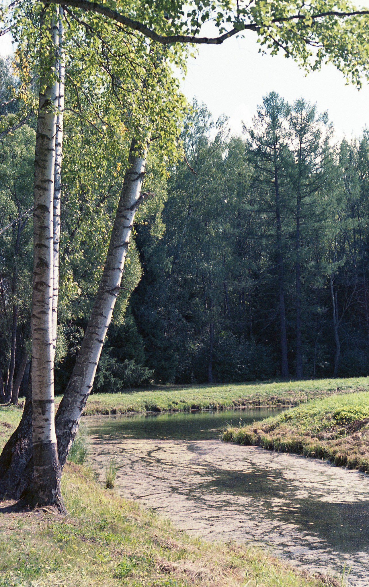 Фотопленка Silberra COLOR100 C-41 135, 36 кадров