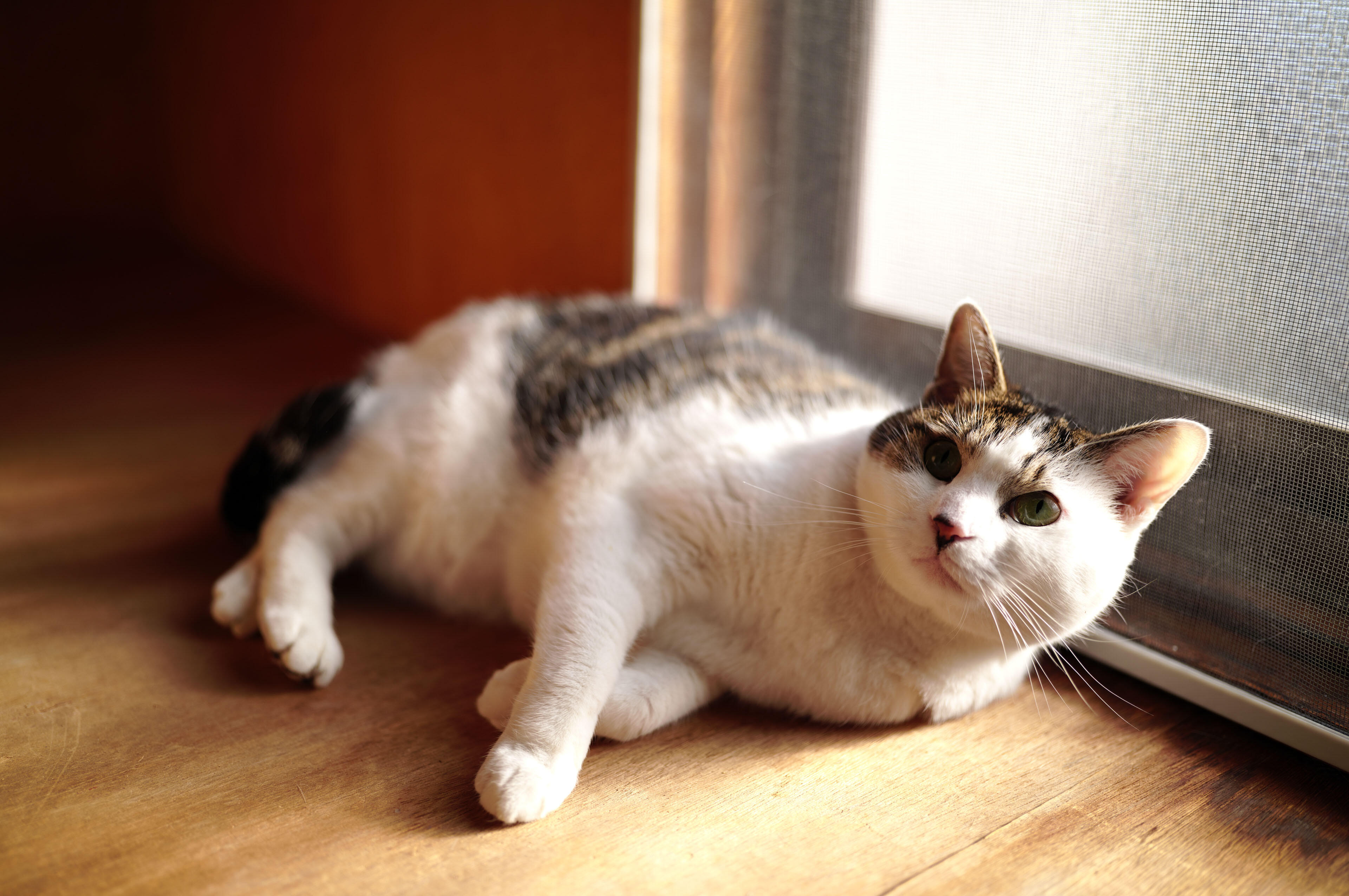 Объектив Sigma 35mm f/1.4 DG II Art L-Mount