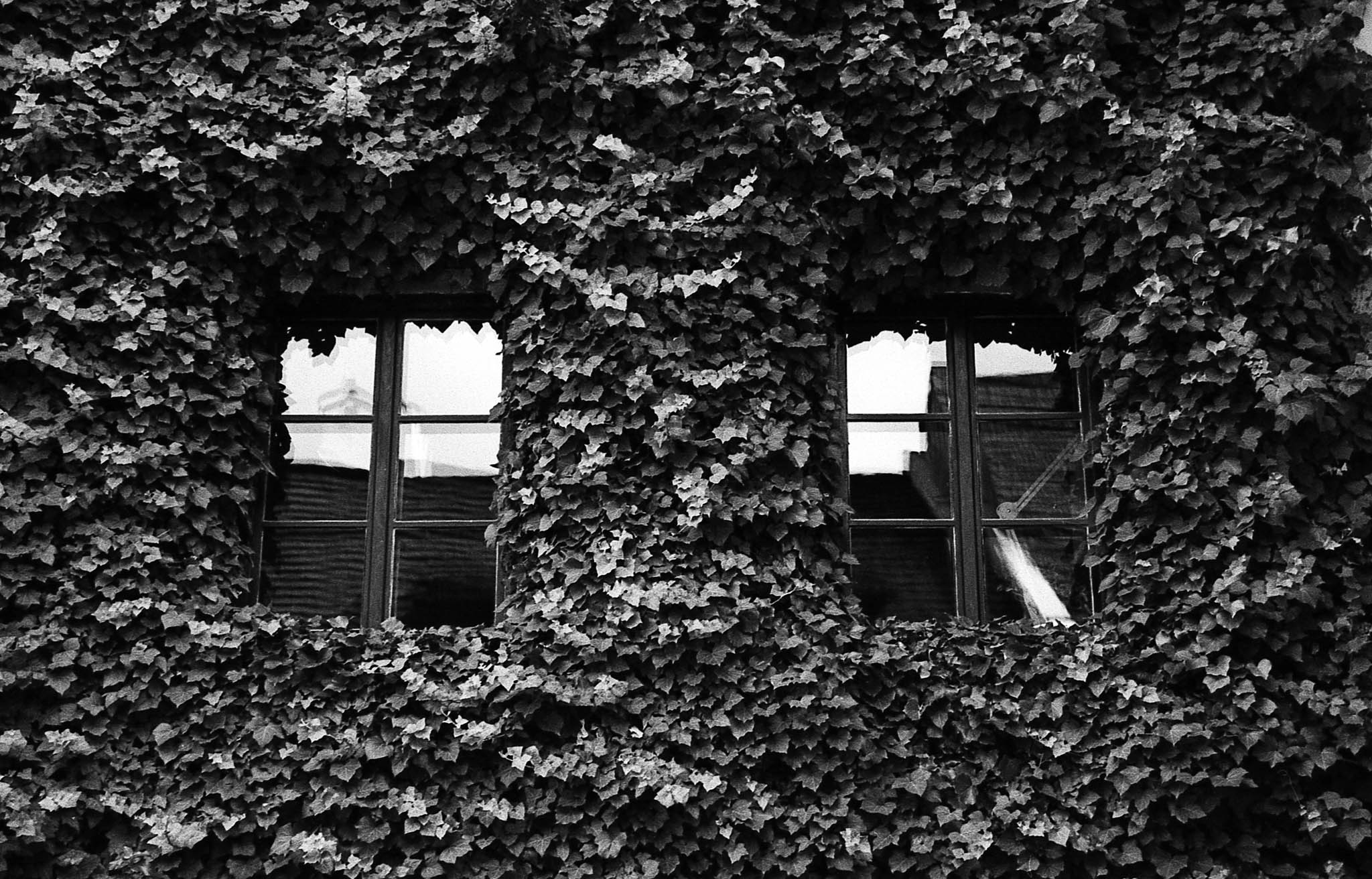 Фотопленка Silberra PAN 100, 36 кадров