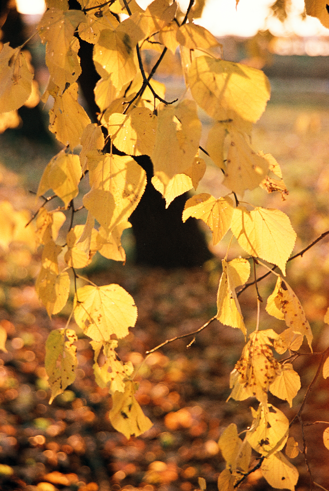 Фотопленка Silberra COLOR160 C-41 135, 36 кадров