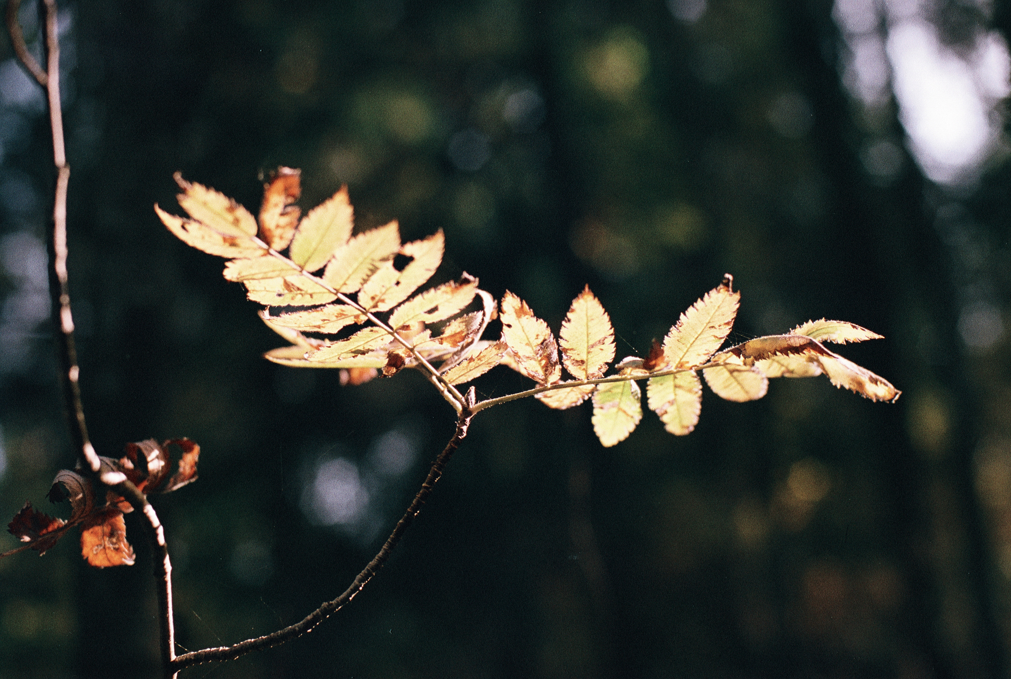 Фотопленка Silberra COLOR160 C-41 135, 36 кадров