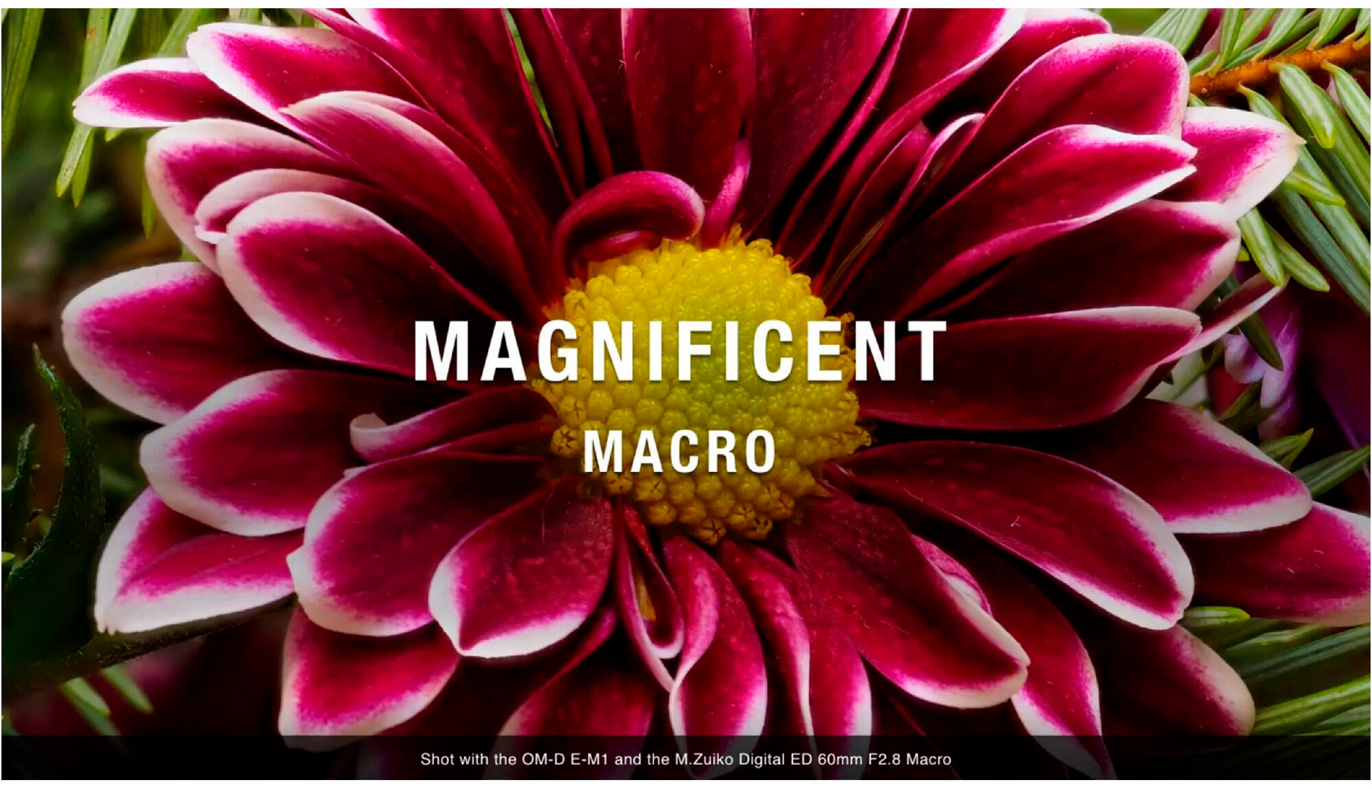 Объектив OM System M.ZUIKO Digital ED 60mm f/2.8 Macro