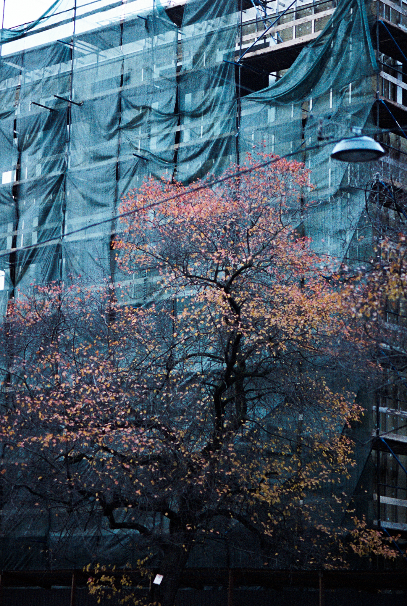 Фотопленка Silberra COLOR160 C-41 135, 36 кадров