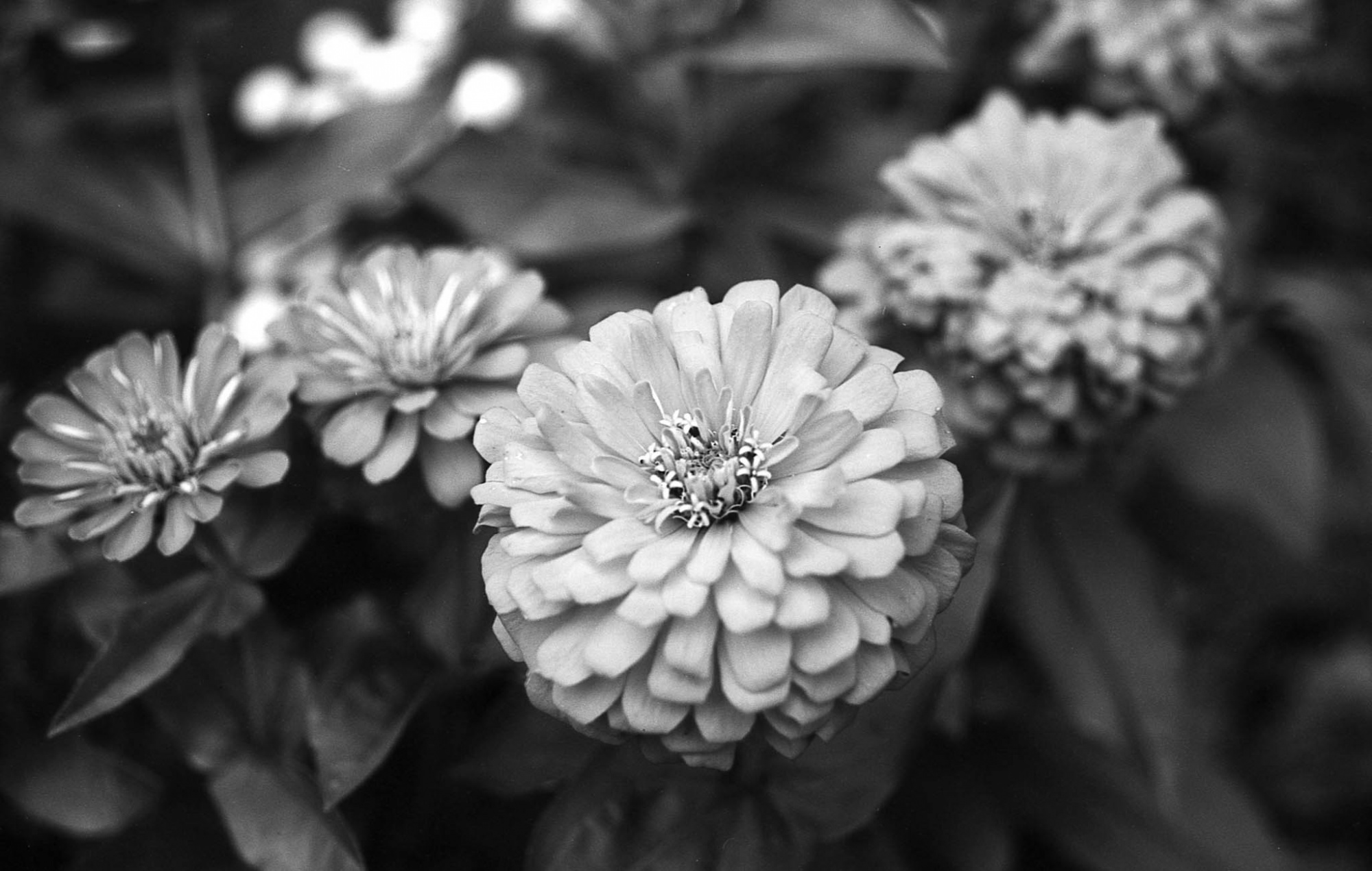 Фотопленка Silberra PAN 160, 36 кадров