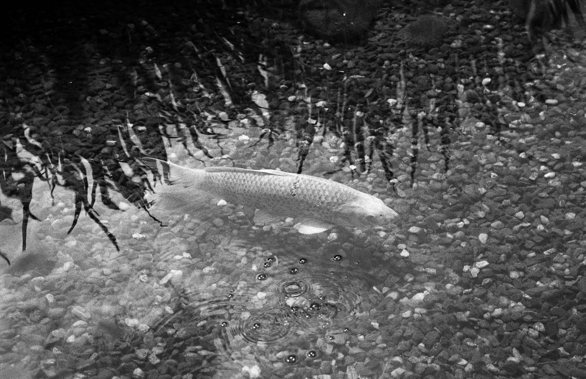 Фотопленка Silberra ULTIMA 160, 36 кадров