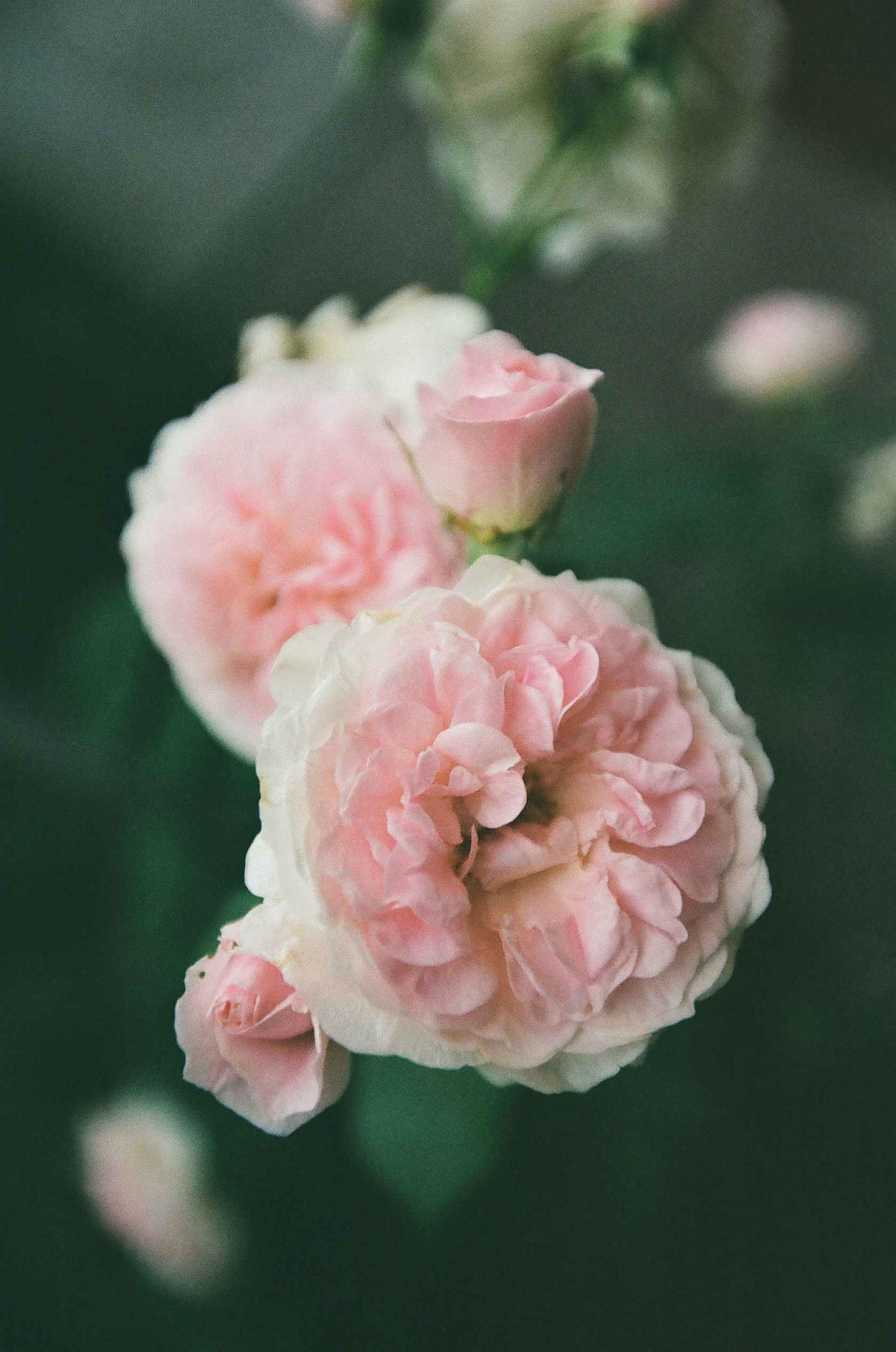 Фотопленка Kodak Gold 200/36, 3 шт.