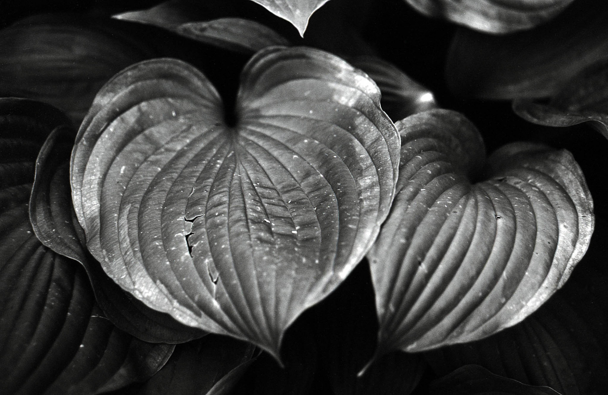 Фотопленка Silberra PAN 160, 36 кадров