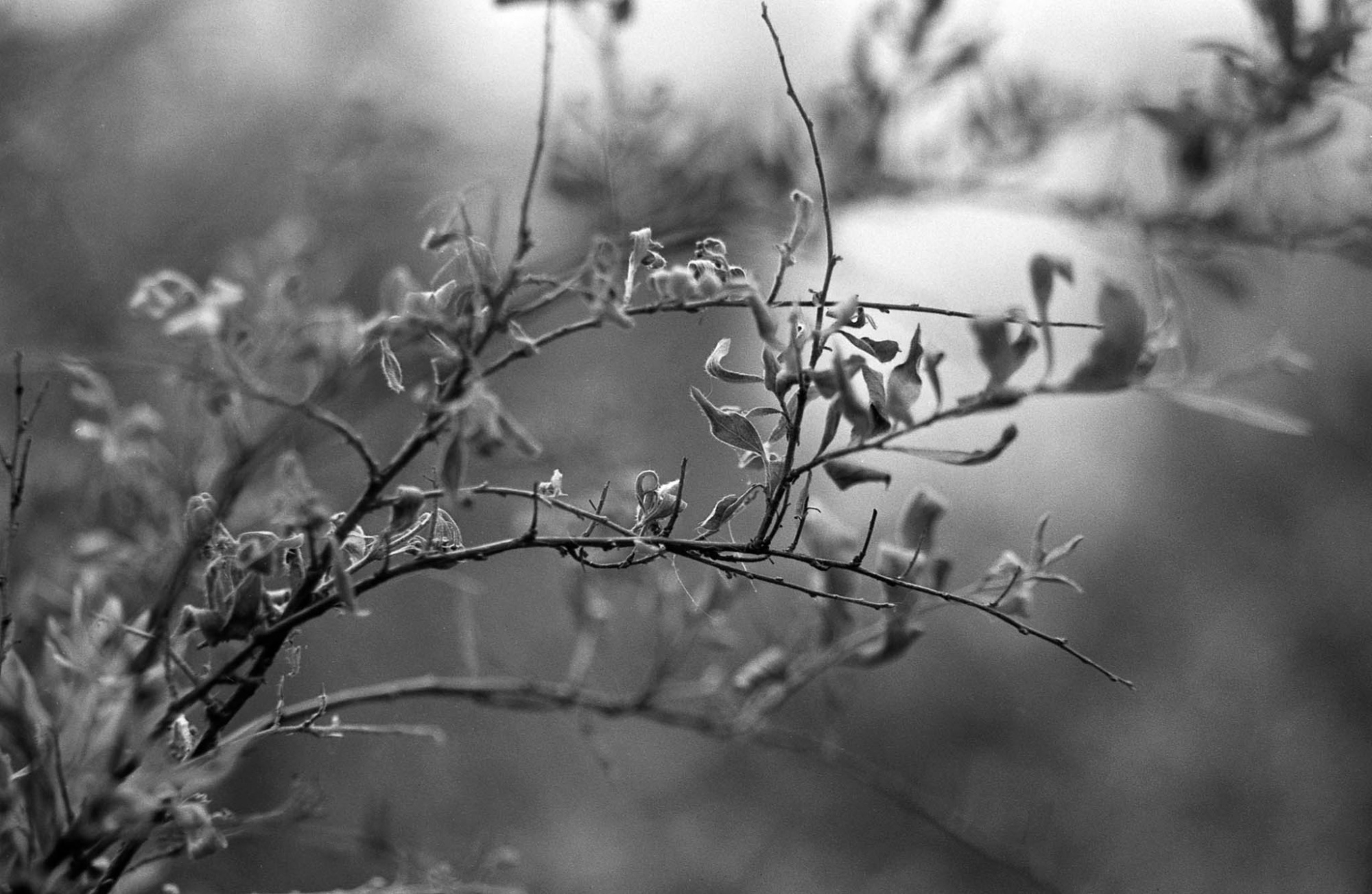 Фотопленка Silberra U200, 36 кадров