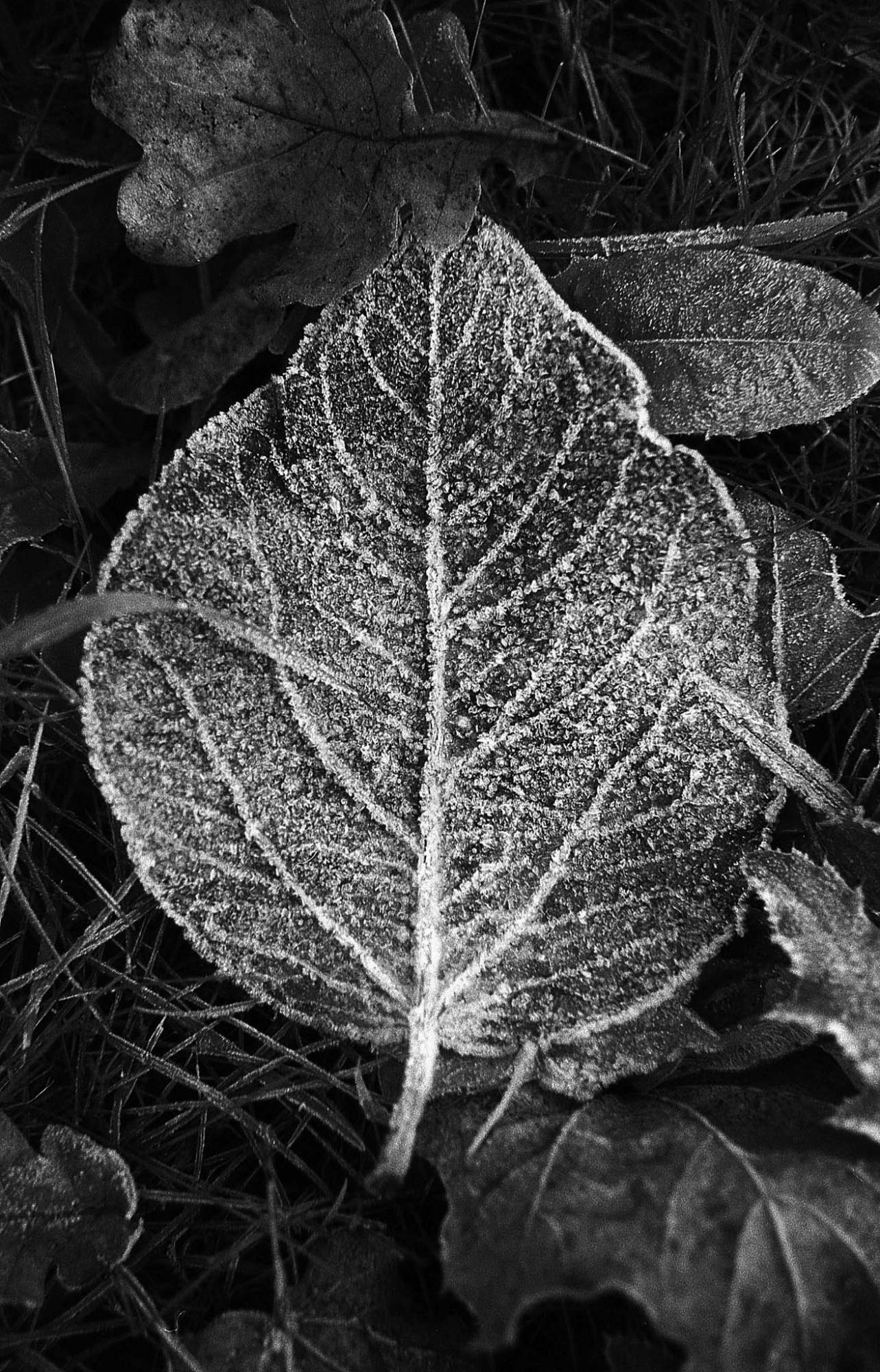 Фотопленка Silberra PAN 100, 36 кадров